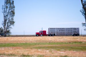 Livestock truck driver