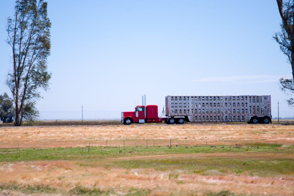 livestock transport