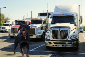 The Benefits Of Having A Dog Companion For Truck Drivers