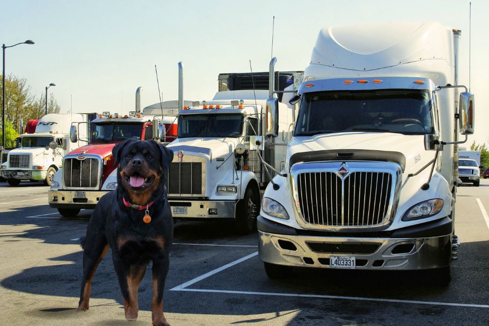 dog and trucks