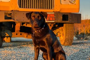 dog companion for truck drivers