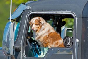 truck drivers dog